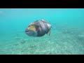 Titan Triggerfish Attack in Bali