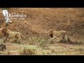 Old Lion King Fights Young Lions In Deadly Kruger National Park Battle.