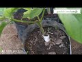 Avocado Grafting Technique ( bud graft & V graft)