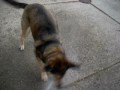 My Dog Tries To Attack Water