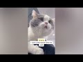 🤣 Hilarious Pet Reactions That Will Make You LOL 😻🐶 Funniest Catss 2024 😍