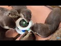 Cute Back View Of Scared Otters.