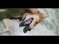 Cute Dog#shorts#viralvideo