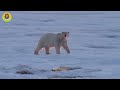 Frozen Worlds: The Tragedy of Starvation on Frozen Planet I Nature and Animal Documentaries