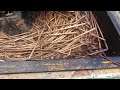 Millipede in feeder