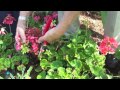 Begonias Trimming with Randal Knight