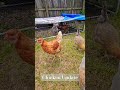 Eggcelent Growth! 🤯🐔 #chicken #chickencoop #farmanimals #chickencoop #adventure #family #chickens