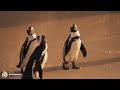 🐧🐧 Relaxing Penguin Music | Relaxing Penguins | Wonderful Penguin | Penguin Collection | Relax Mind.