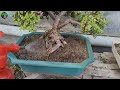 Jade के साथ गर्मियों में ये काम करे | Jade Plant Care Tips in Summers