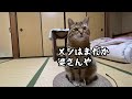 早朝5時半に始まる元野良猫の起こし方に困惑してます…汗