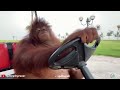 Famous Orangutan jamming to Kannada lo-fi song while driving golf cart