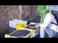 Awesome Fruit Agriculture Technology - Blueberry cultivation - Blueberry Farm and Harvest