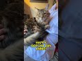 Annie’s Gotcha Day | Two Crazy Cat Ladies
