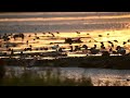 Seagull splashes golden droplets at sunrise