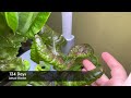 Hydroponic Gardens using AeroGarden and Mufga products. Growing lettuce tomatoes and herbs