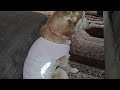 Stay Cool, Pup! 2-pack Of Delifur Dog Cooling Shirts