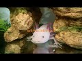Amazing Axolotl Regeneration