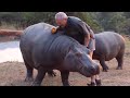 25 Minutes of DANGEROUS Animals Caught Being Friendly