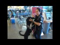 Port of Seattle sniffing dogs