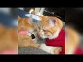 Funny ANIMALS videos😂 Funniest CATS😺 and DOGS🐶 2024
