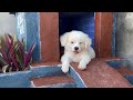 ❤️ Smart DIY ❤️ Build DogHouse ❤️ Your Dog is Happy