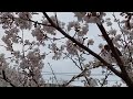 Jikbakguri loves cherry blossoms, birdsong, white noise asmr