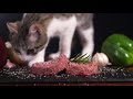 How Often Should a CAT EAT? 🐱 (Newborns, Kittens and Adults)