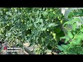 Tomatoes stuck to the ceiling of the greenhouse I share the secret of how to form further and speed