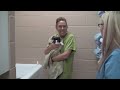 Dr. Becker: How Do You Bathe Your Cats?