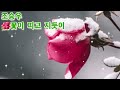 🌺조승우🌸꽃이 피고 지듯이(가사첨부)'사도' OST 참 슬프다😭😭