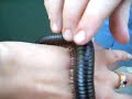 African millipede