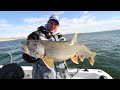 Insane Trophy Lake Trout on Fort Peck Reservoir