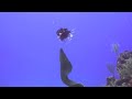 Lion Fish vs Green Moray