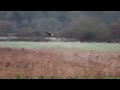 In Search of The Hen Harrier 2022 - Video Montage