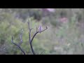 Black-chinned Sparrow, 2021-04-30