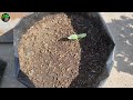 लाखों खीरे उगाने का आसान तरीका | How to Grow Cucumber from Seed | Green Spoon Garden