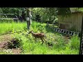 Young Deer meets Emu & Goose chicks