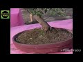 Bonsai lovers, bonsai exhibition kadam tala howrah 2019 part 1