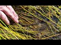 Medicinal Leeches in Wales - PondNet