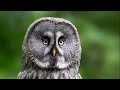 WILDLIFE PHOTOGRAPHY THE AMAZING GREAT GREY OWL  - Lappuggla (Sweden). Nikon Z9