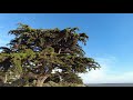 Walking in Shoreline Park, Oakland California - 4k - Part 4