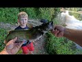 Catalpa worm fishing (catfish candy)