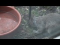 squirrel raids the birdfeeder