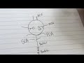 How to Draw the Circle of Willis