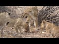 Cubs killed by dominant lioness