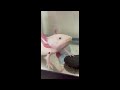Axolotl Snack Compilation 1-6