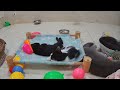 Guilty Dog and cat is so funny😪🐶Try Not to Laugh😻2024
