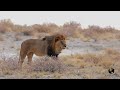 NAMIBIA 2022 | ETOSHA NATIONALPARK | ALWAYS A GOOD IDEA