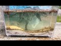 Failed Triops growing -DIY