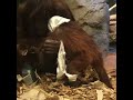 Orangutan Baby